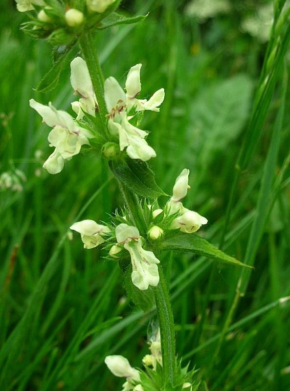 Stachys recta / Stregona gialla